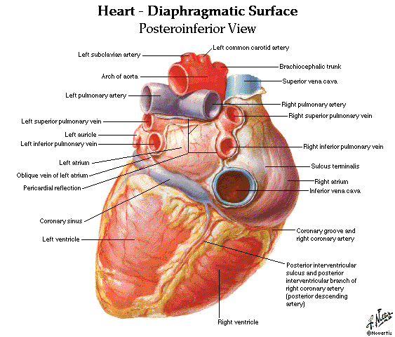 Heart diagram labeled for kids