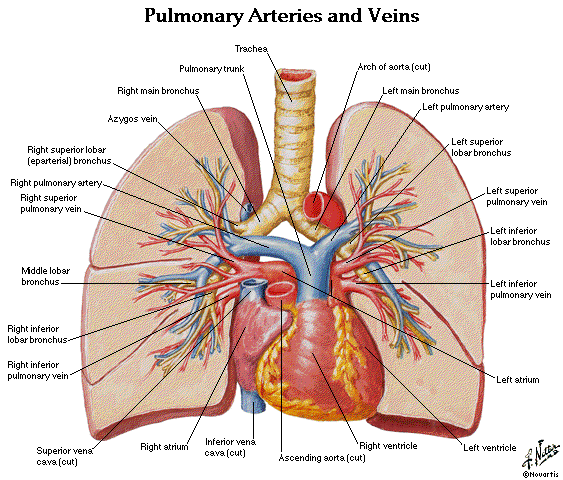  Pulmonary arteries and veins 