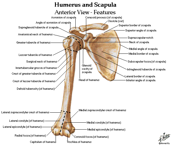 humerus bone anatomy. Human skeleton middot; Human humerus