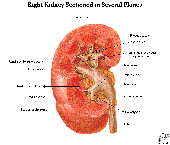 is the kidney a muscle