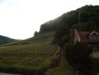 002-Field in Villigen 31-05-05.jpg.small.jpeg